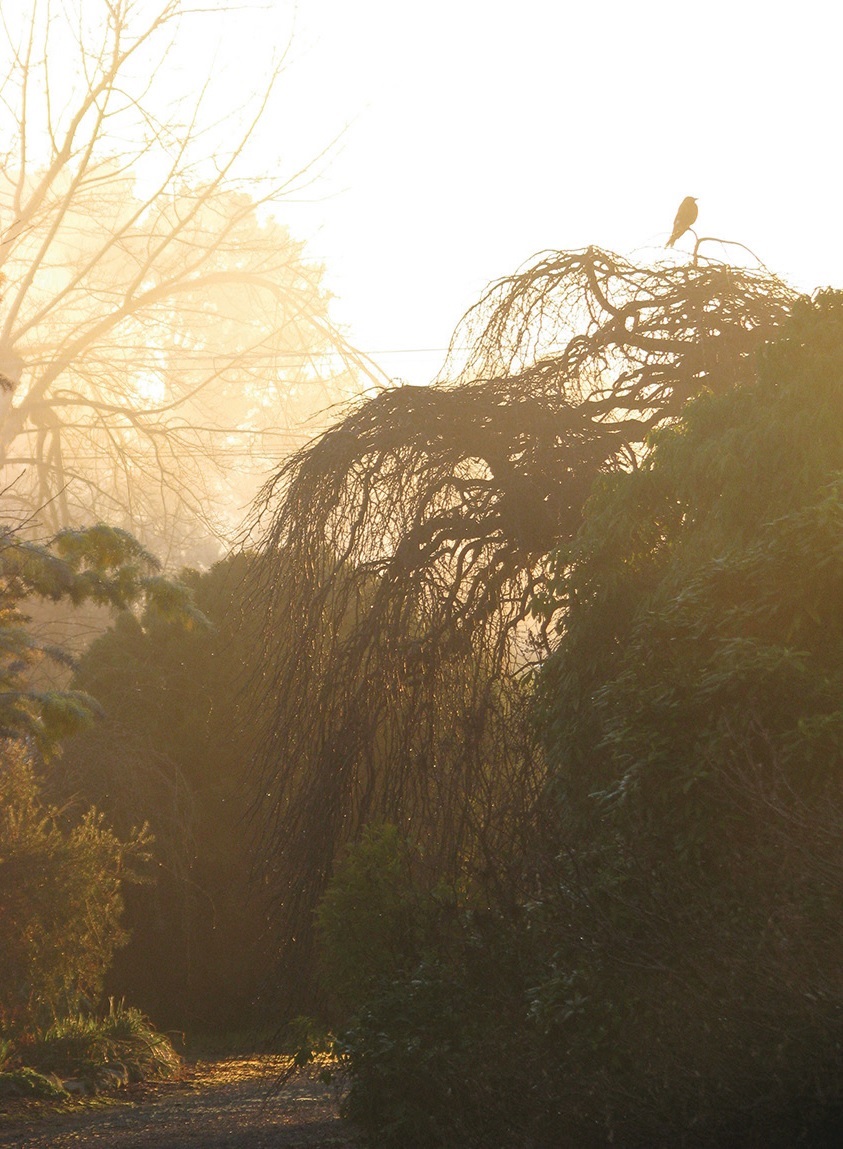 weeping elm